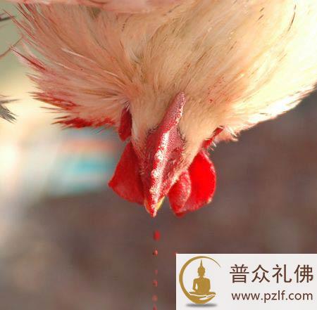 亲历屠宰场,残酷的人间地狱
