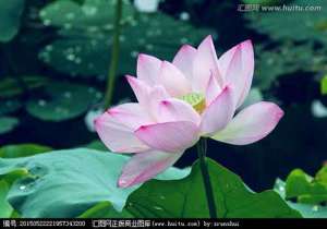 不可思议的鄱阳湖巨龟放生