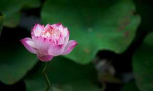 与祖师同行 肆 情殷古丈夫 持戒