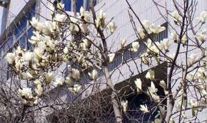 一花一世界：天下赵州生活禅