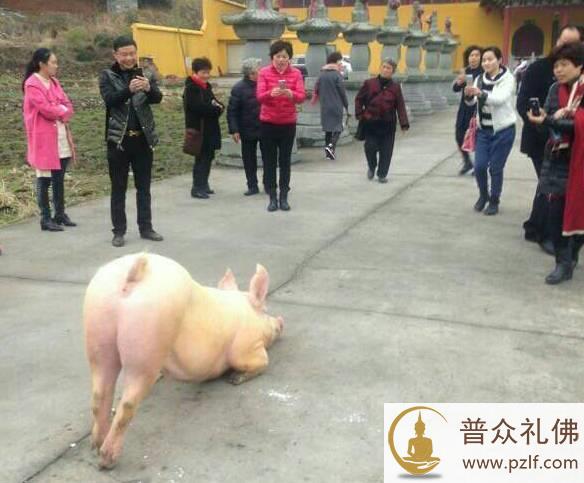 下跪猪