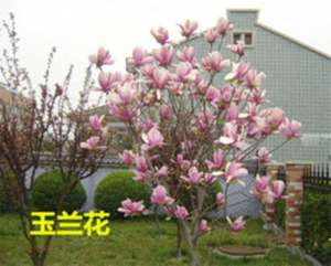 佛教的医疗保健