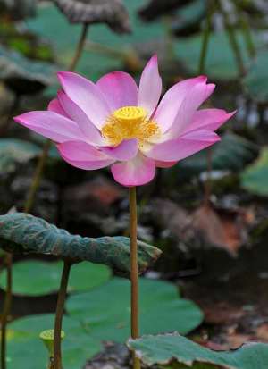 “以护止杀、教启人文”的弘一