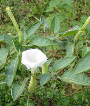 上海玉佛禅寺端午节送“福粽”