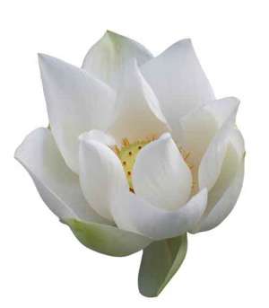 4种补钙的蔬菜